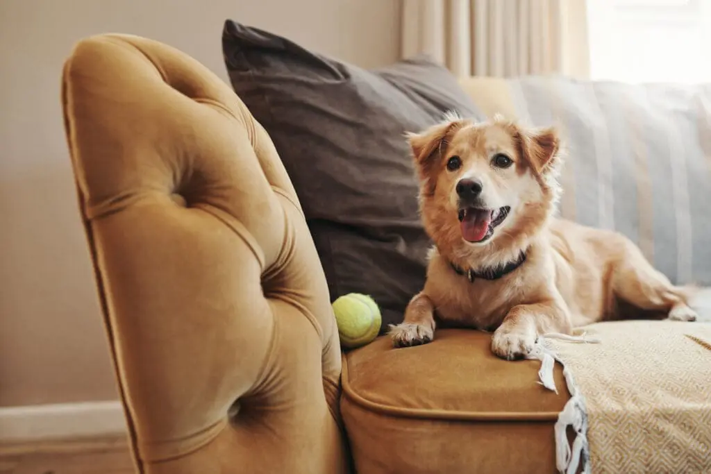 shot of an adorable dog lying on the sofa at home